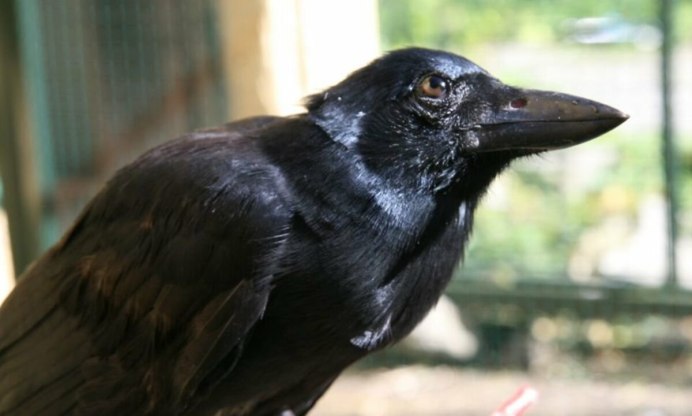 Corvus moneduloides
