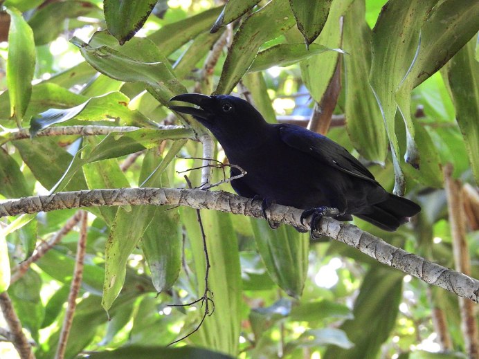 Гавайский ворон Corvus hawaiiensis