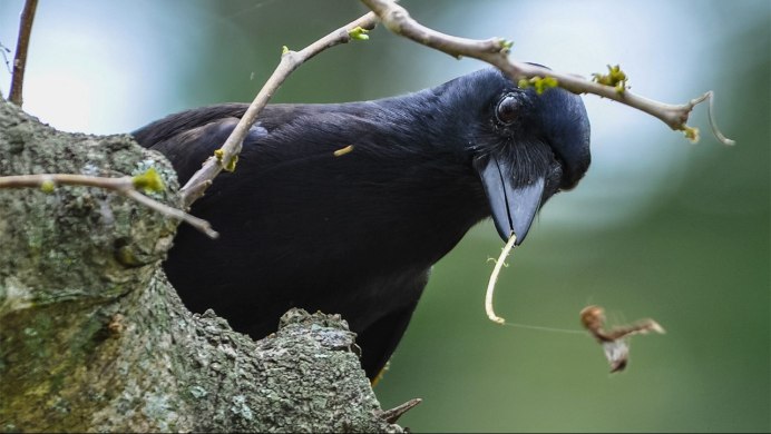 Ворона американская (Corvus brachyrhynchos)