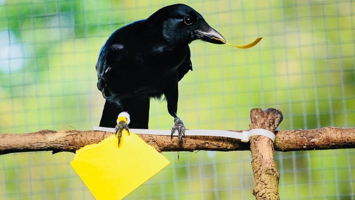 Lycocorax pyrrhopterus