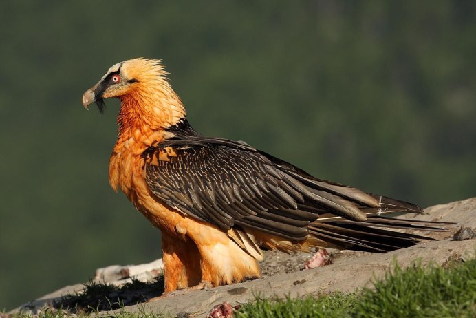 Могильник (Aquila heliaca)