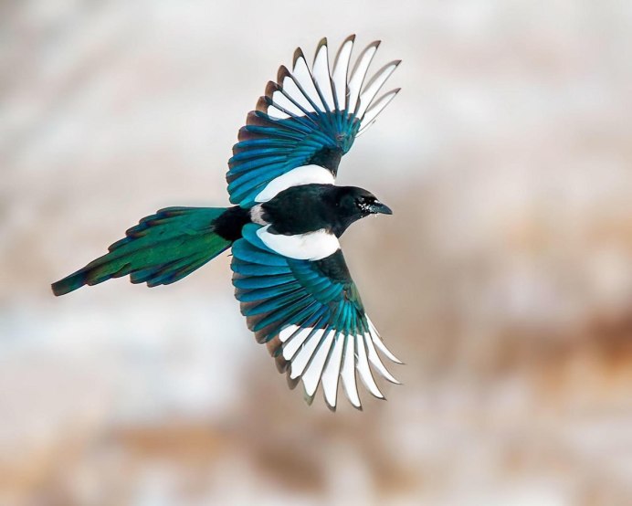 Сорока Magpie