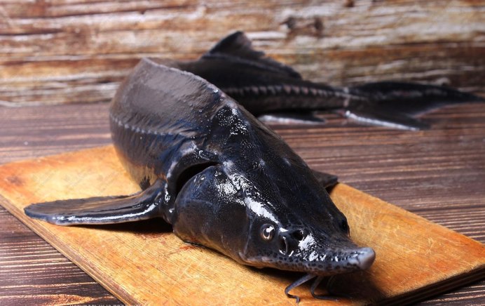 Atlantic Sturgeon