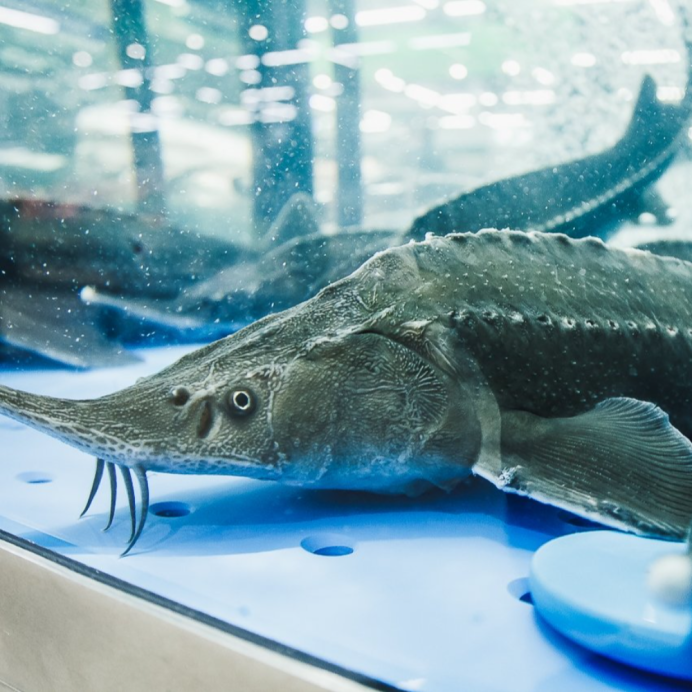 Китайский осётр