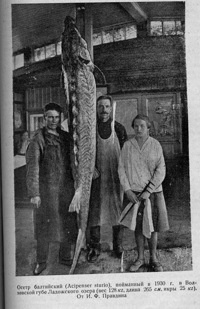 Белуга рыба в Азовском море