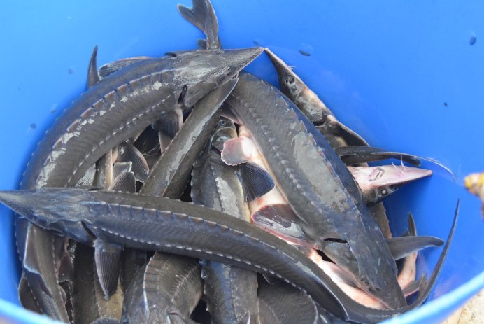 Рыба осётрацена живой Владивосток