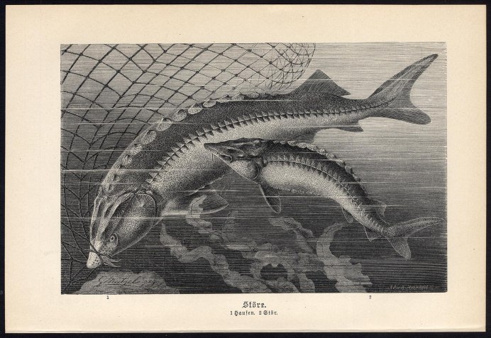 Ловля осетра на селедку