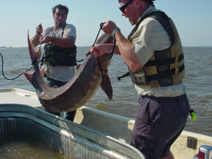 Рыболовство Казаков некрасовцев