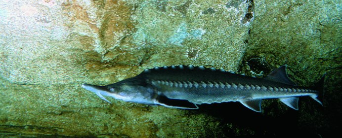 Белуга Huso Huso (Linnaeus, 1758)