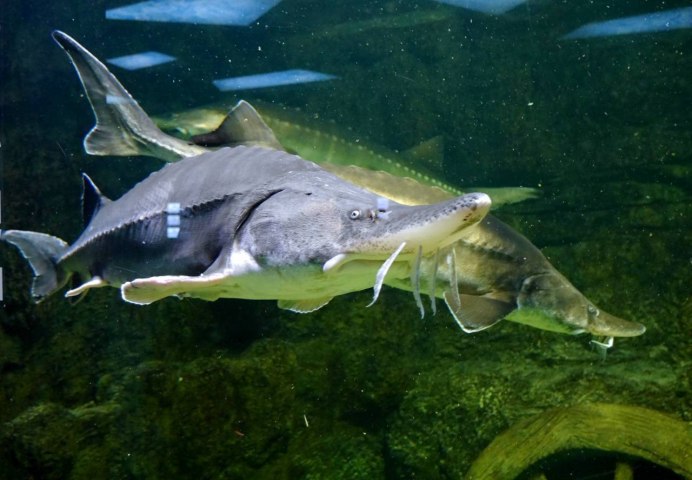 В Абхазии поймали осетра