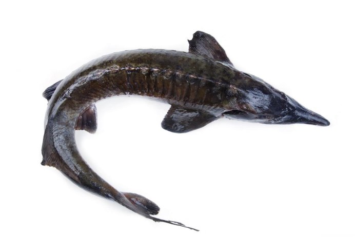Рыба Atlantic Sturgeon