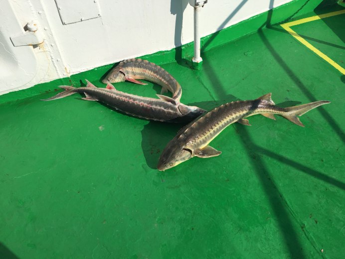 Белуга Каспийская