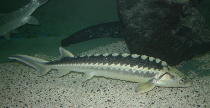 Осетровая ферма «Белуга» в Астрахани