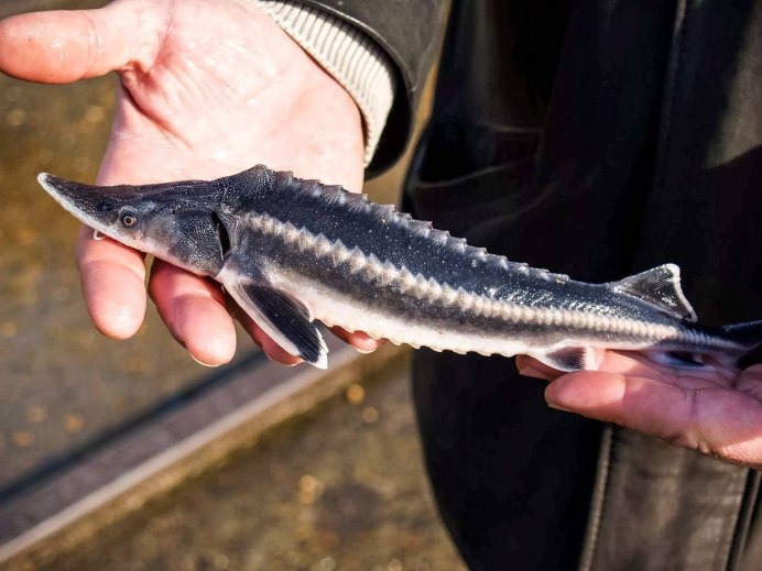 Осетровые картинки