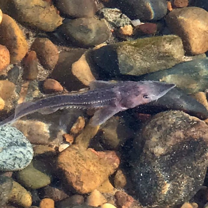 Белуга 3 метра