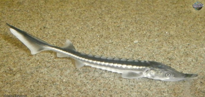 Белый осётр