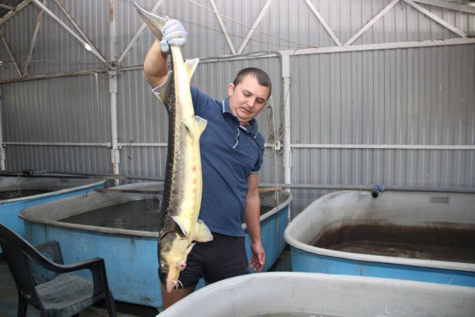 Белый осётр (Acipenser transmontanus)