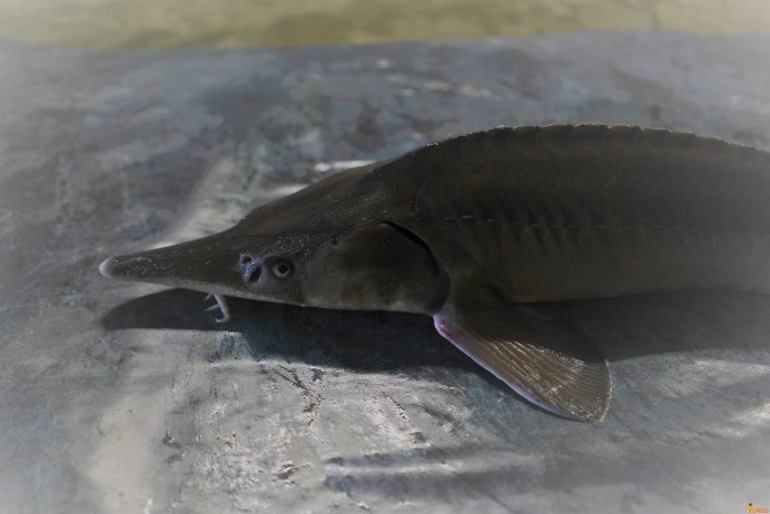 Осетр Енисейский