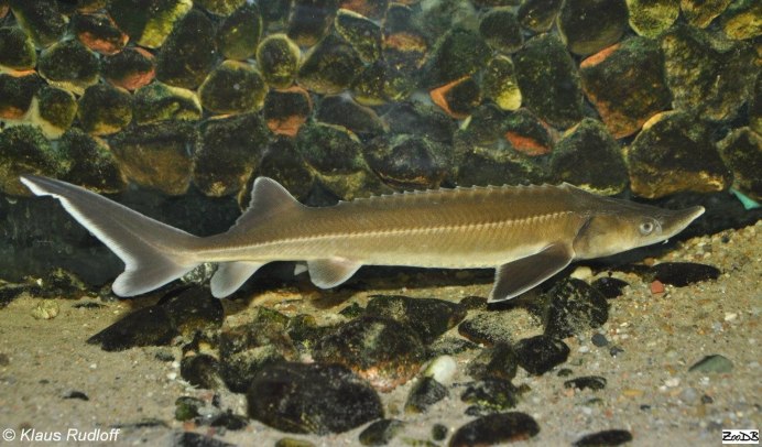 Стерлядь Саратов