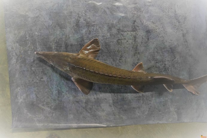 Черноморский осетр