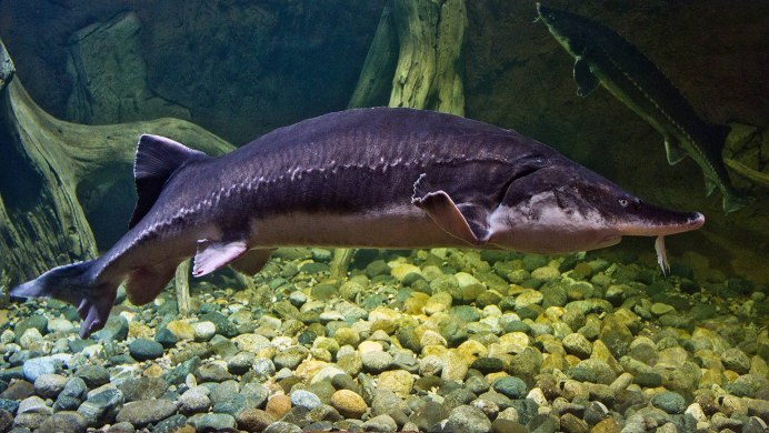 Рыба стерлядь цена лента