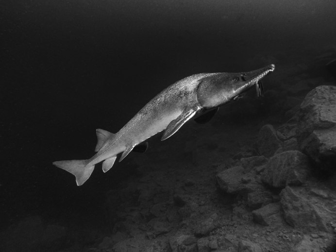 Атлантический осетр