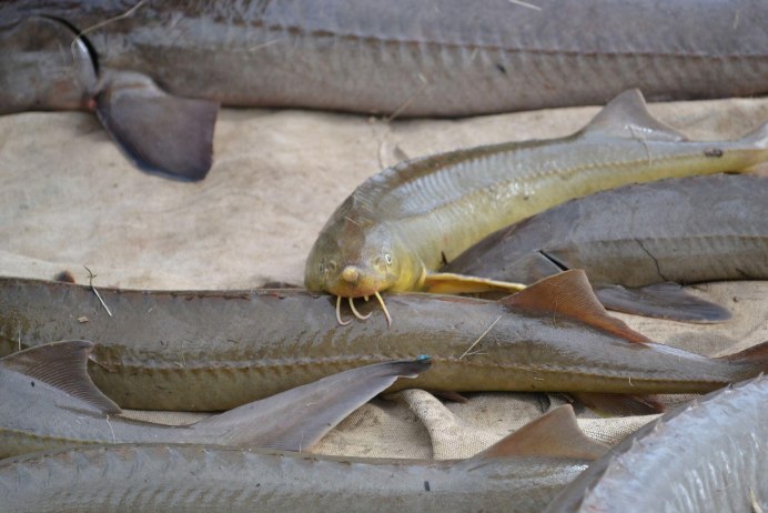 Рыба похожая на стерлядь