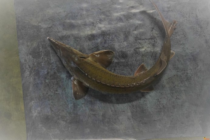 Осетр Белуга севрюга