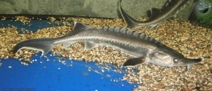 Икра осетра