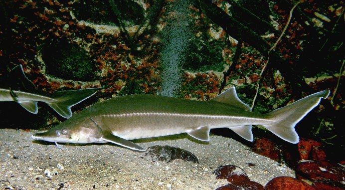 Окская стерлядь