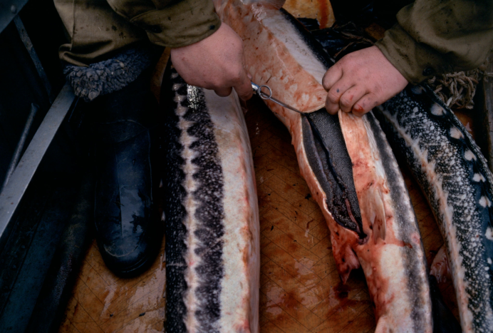 Белуга в Волге 1924 самая большая