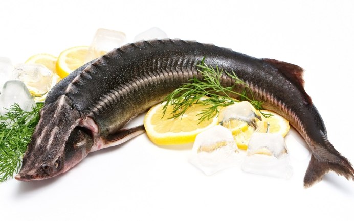 Свечка осетра