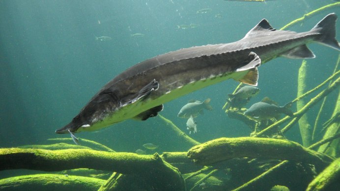 Севрюга Черноморская