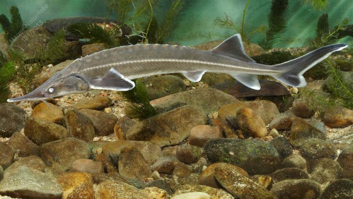 Houghton Fish Prints 1879