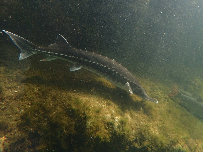 Осетр в Неве