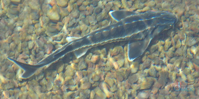 Осетр Сибирский замороженный