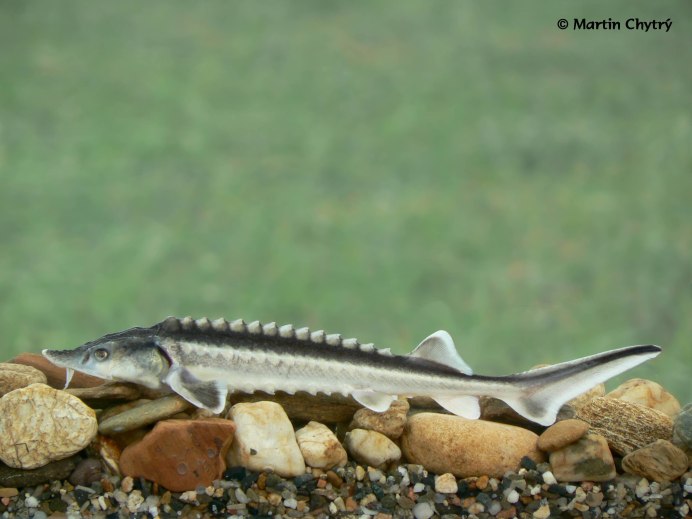 Гибрид осетра и веслоноса