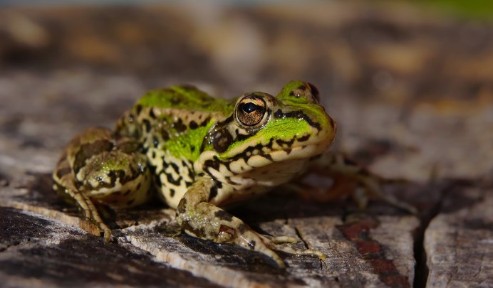 Жаба зелёная – Bufo viridis (Laurenti, 1768)