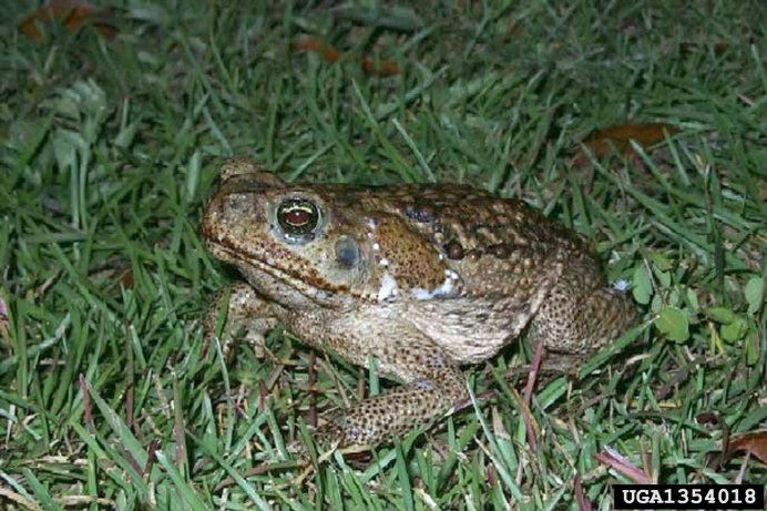 Украшенная рогатка ceratophrys Ornata