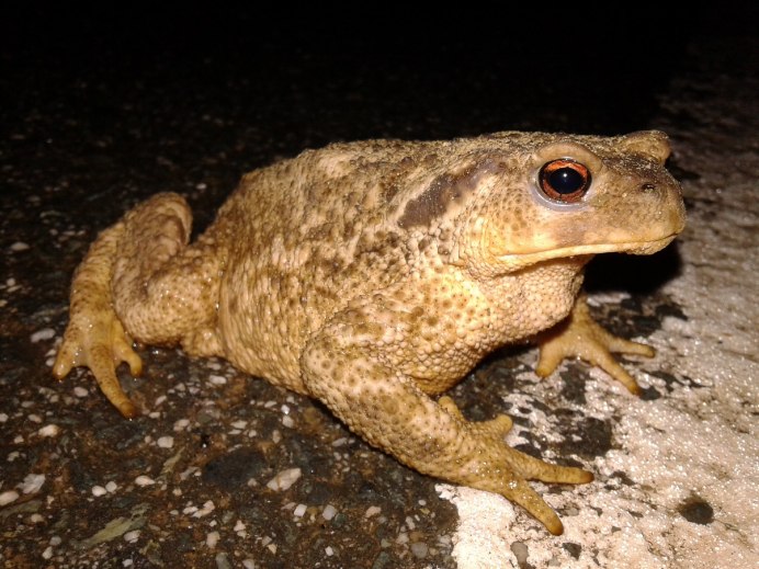 Ceratophrys cranwelli