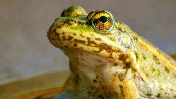 Lepidobatrachus laevis