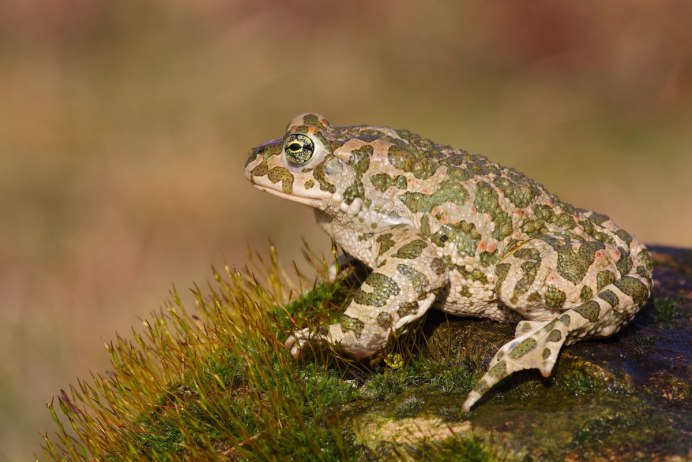 Жаба Bufo superciliaris