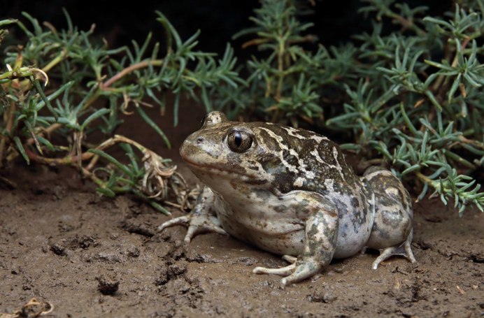 Pelobates syriacus
