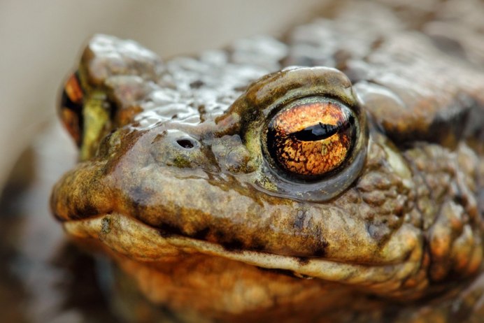 Лягушки Rana pipiens