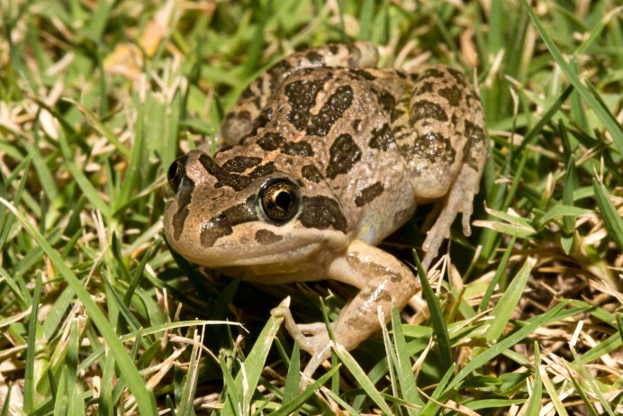Лягушковидная жаба (Limnodynastes tasmaniensis