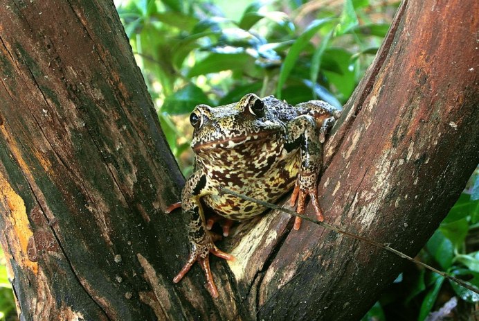 Anaxyrus americanus