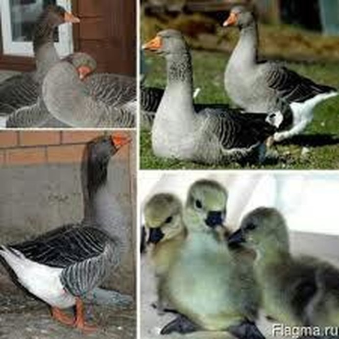 Кубанские серые гуси