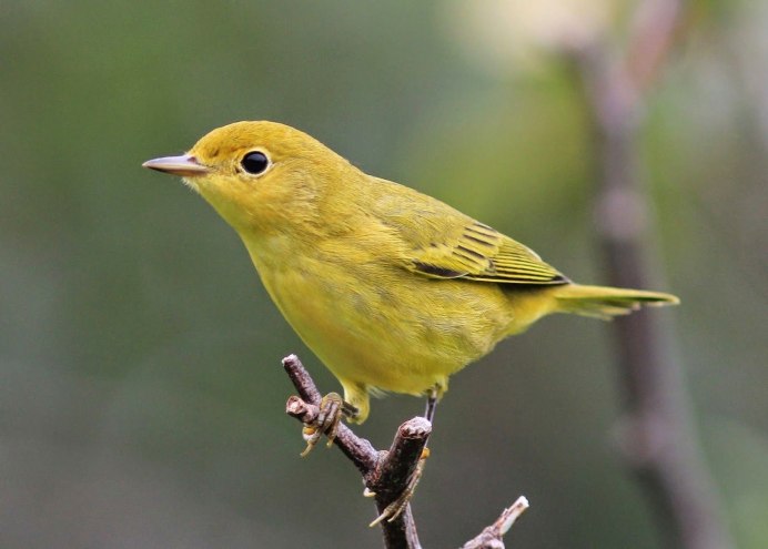 Yellow Warbler птица