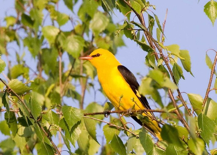 Prothonotary Warbler