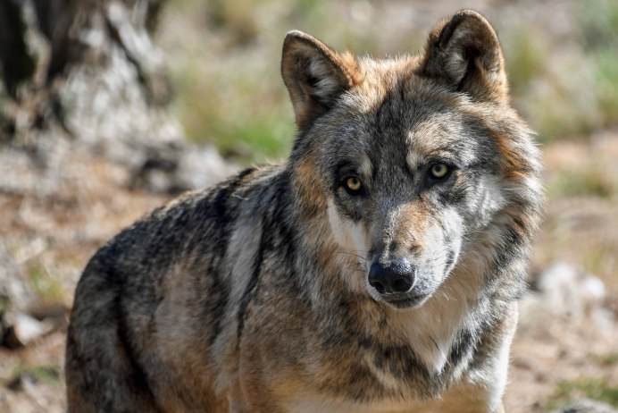 Волк canis Lupus
